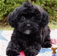 maltipoo puppy posted by NEW PUPPIES